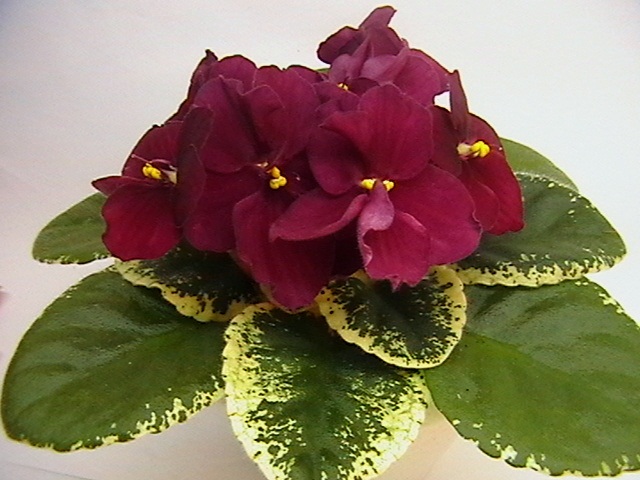 IMGA8422.JPG