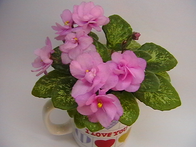 IMGA8481.JPG