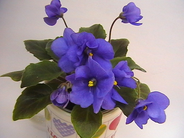 IMGA8518.JPG