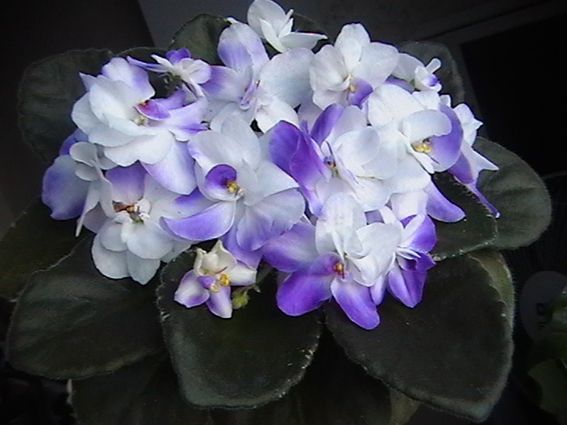 IMGA8815.JPG