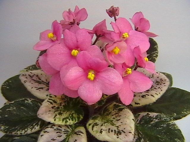 IMGA9154.JPG