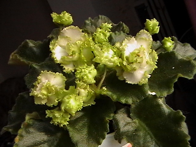 IMGA9402.JPG