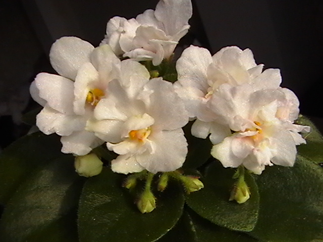 IMGA9415.JPG