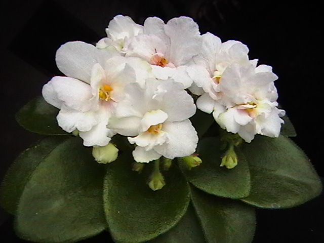 IMGA9490.JPG