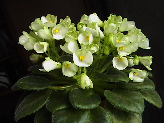 IMGA9535.JPG