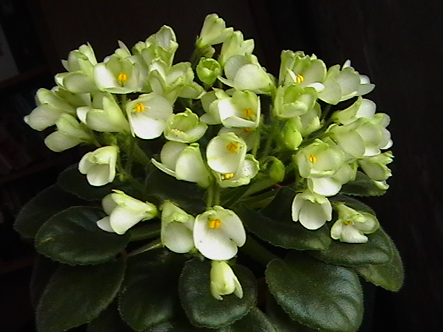 IMGA9538.JPG