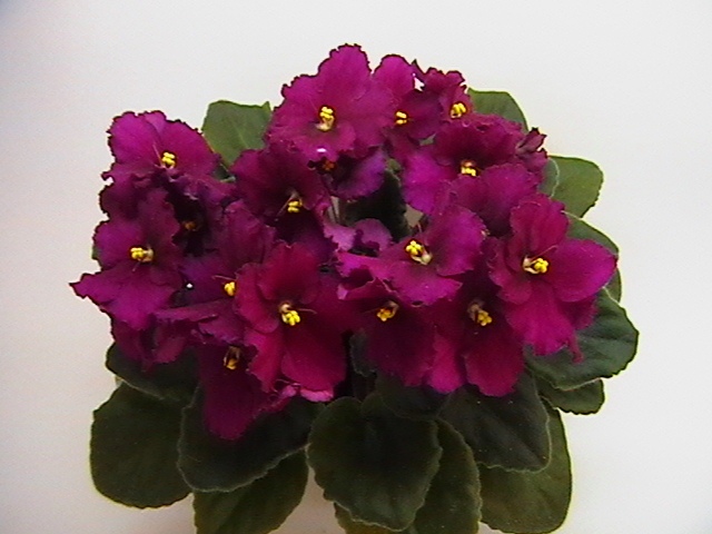 IMGA9565.JPG
