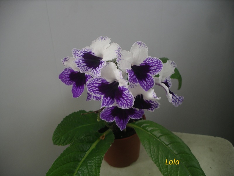 IMGP00810.JPG