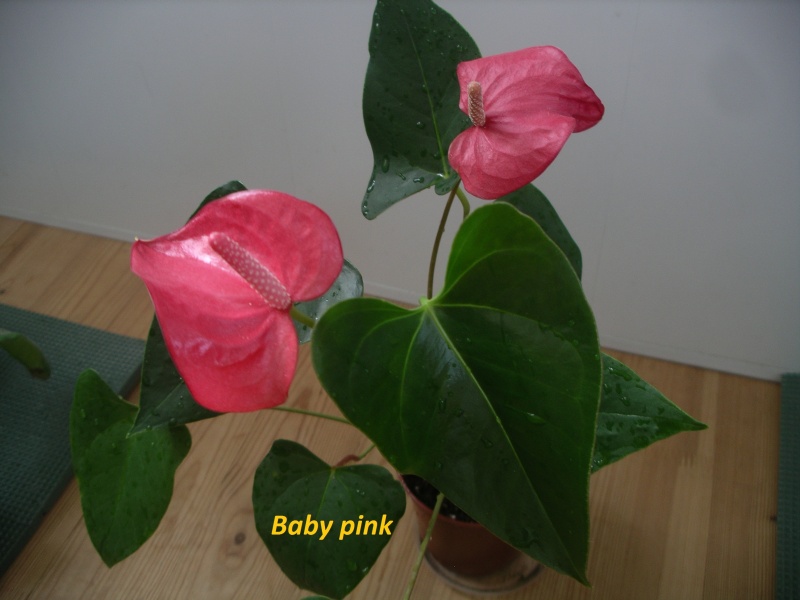 IMGP0134.JPG