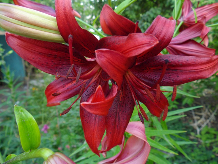 IMGP1059 Лилия крас.JPG