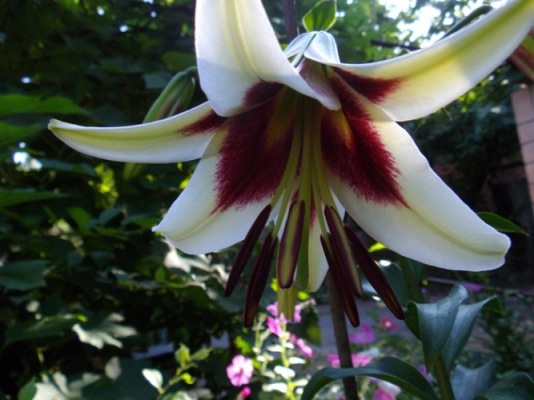 IMGP1263 Мечта Беверли.JPG