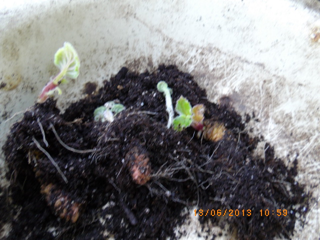 IMGP1418 Смитианта вершки и корешки.JPG