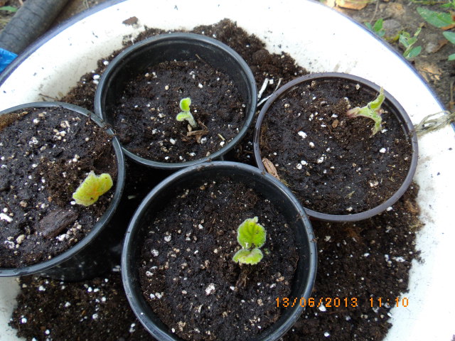 IMGP1419 Смитианта пересажена.JPG