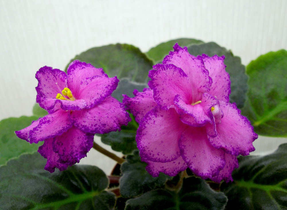 IMGP7292.jpg
