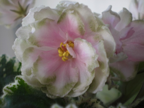 Irish Iridescence1.jpg