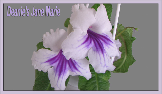jane-marie.jpg