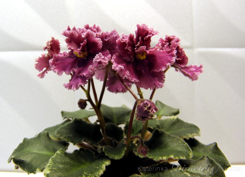 Jolly Frills (H.Pittman)_1.jpg