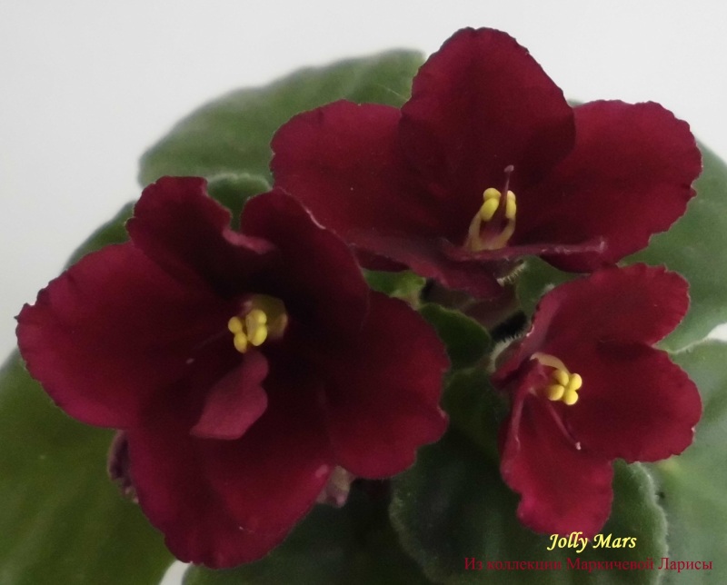 Jolly Mars 1.jpg