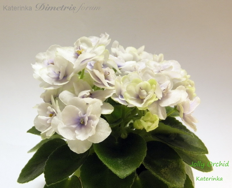 Jolly Orchid800.jpg
