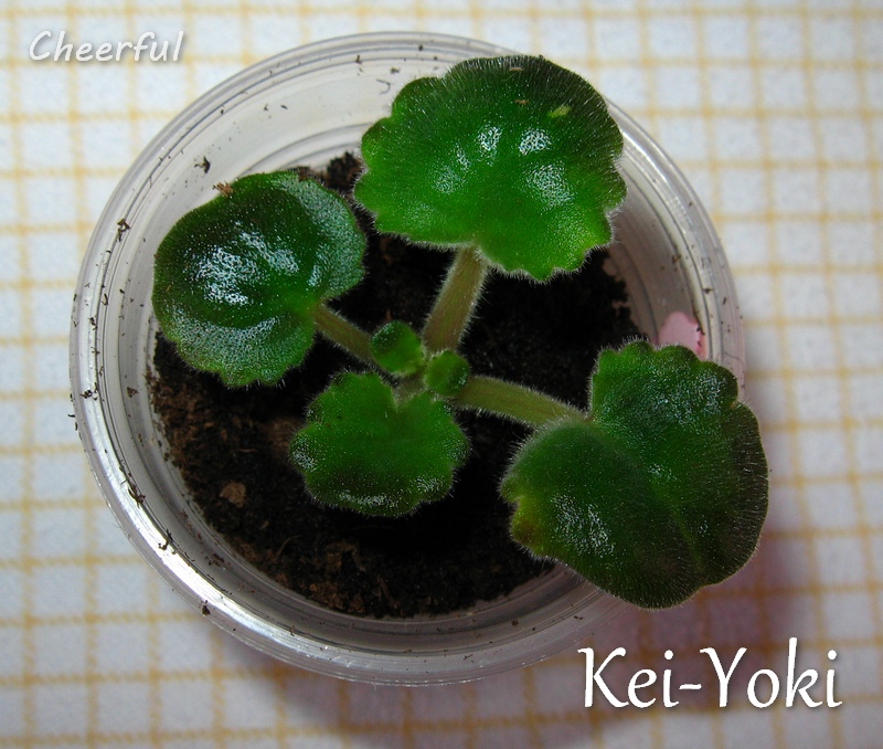 Kei-Yoki 12.05.15 2.jpg