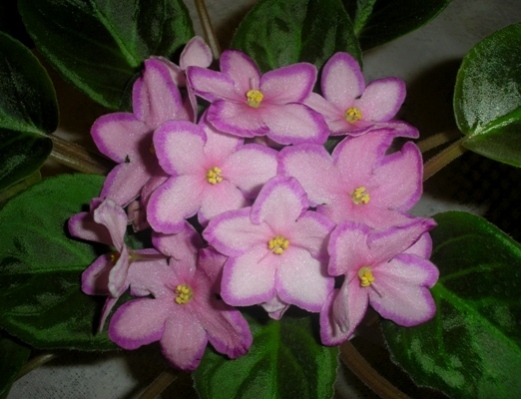 Kevs Heavenly Star2.JPG