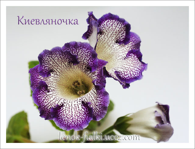 kievlyanochka.jpg