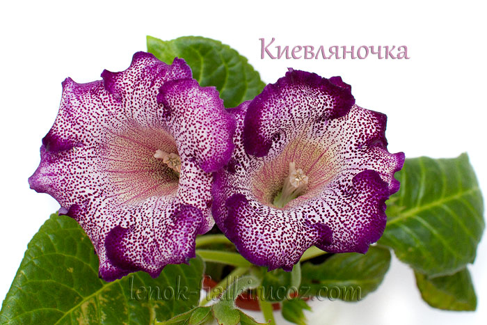 kievlyanochka-(1).jpg