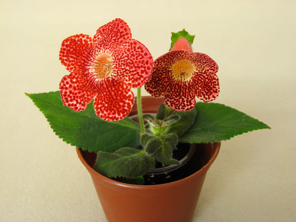 kohleria_Sciadotydala-001.jpg