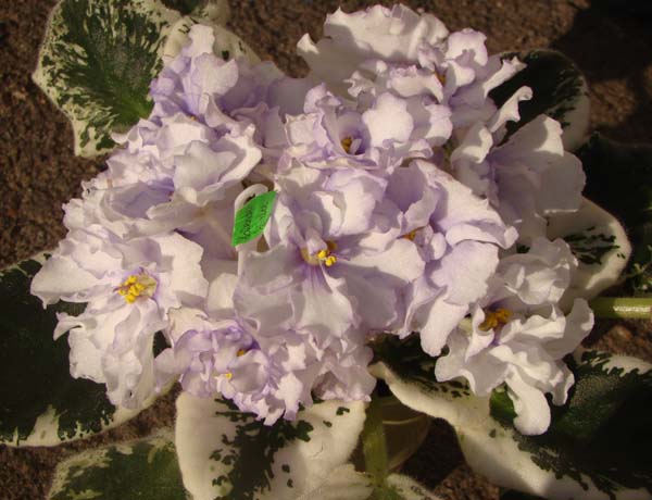 Lavender Svirls1.jpg