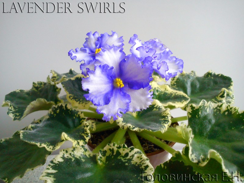 Lavender Swirls 1.jpg