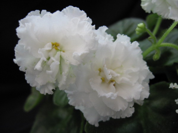 LE TsarevnaLyag2_2.JPG