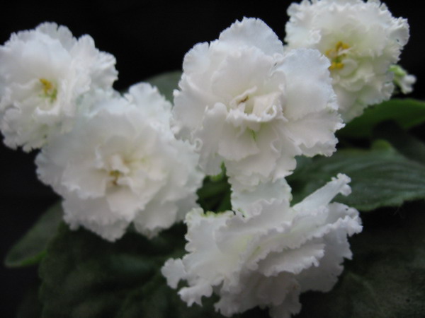 LE TsarevnaLyag2_3.JPG