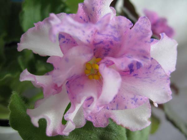 LE-TsyganRomance sport1_1.jpg