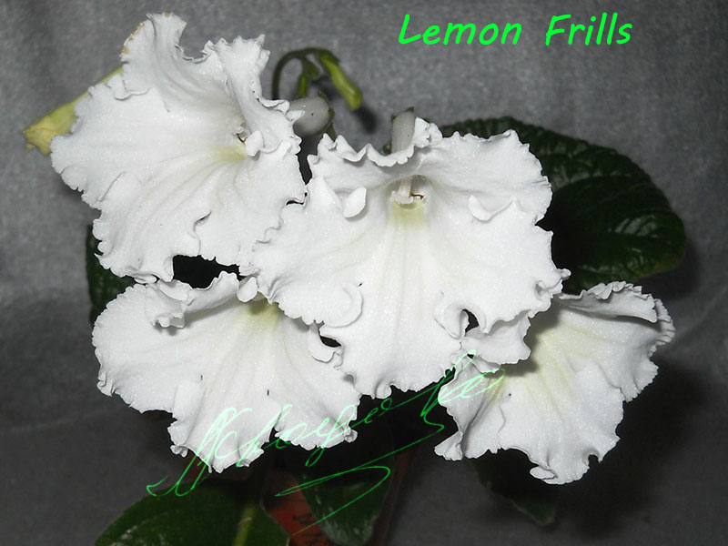 Lemon-Frills.jpg