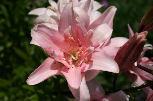 Lilium asiatic  Elody.JPG