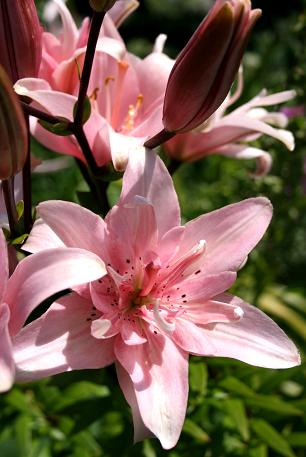 Lilium asiatic Elody.jpg