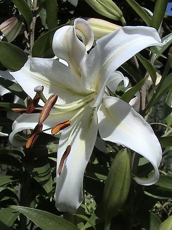 Lilium bl.JPG