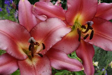 Lilium OT Hybrid Satisfaction.JPG