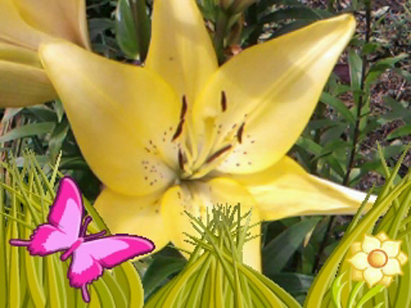 lily-yellow.jpg