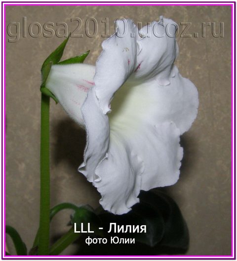 LLL_Liliay_2222.jpg