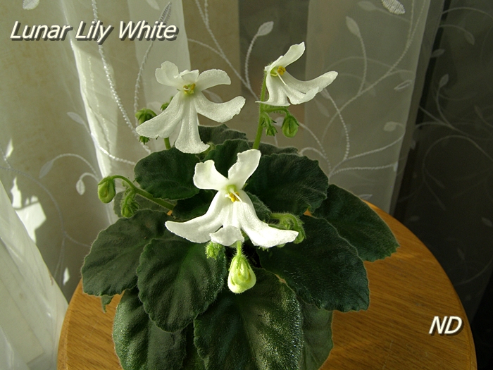 Lunar Lily White3.JPG
