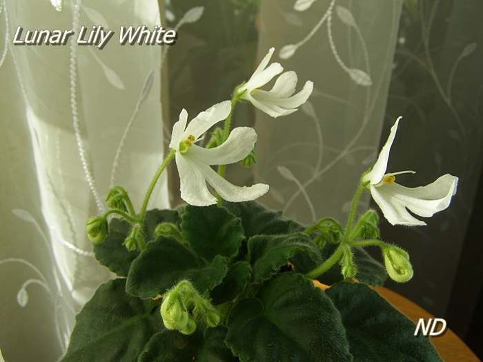 Lunar Lily White4.JPG