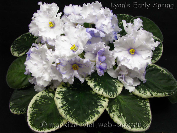 Lyon’s-Early-Spring.jpg
