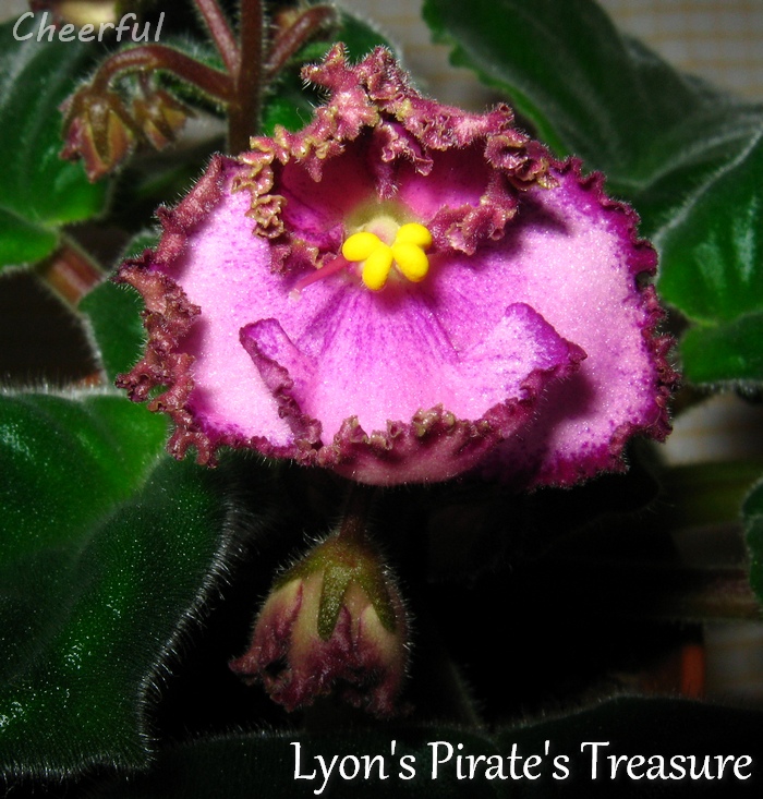 lyons pirates treasure 07.12.14.jpg