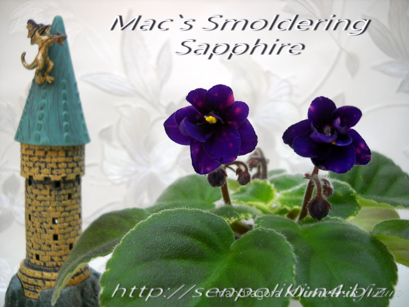 Mac`s Smoldering Sapphire.jpg