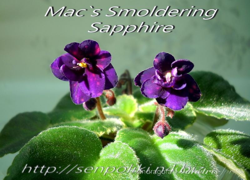 Mac`s Smoldering Sapphire 1.jpg