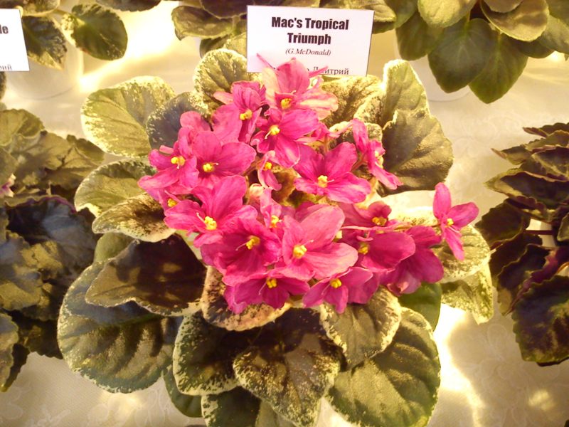 Mac's Tropical Triumph .jpg