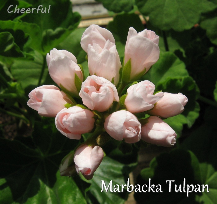 marbacka tulpan 10.05.16 2.JPG