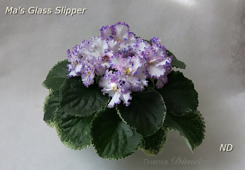 Ma's Glass Slipper4.JPG