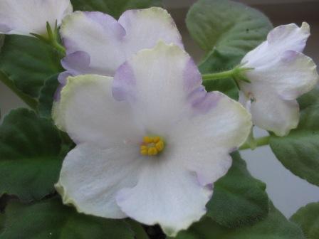 Ma^s Prince Froggie.jpg